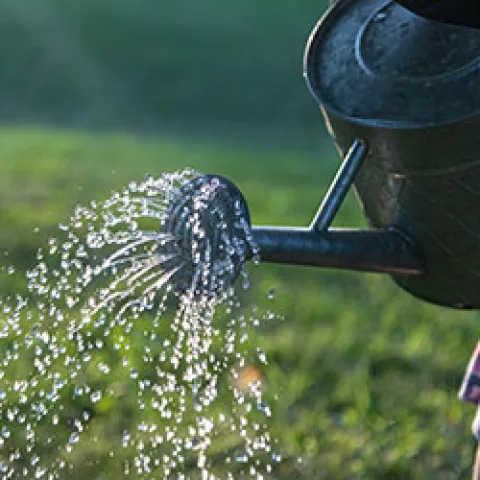 watering-david-ballew-P7saq8j11pM-unsplash