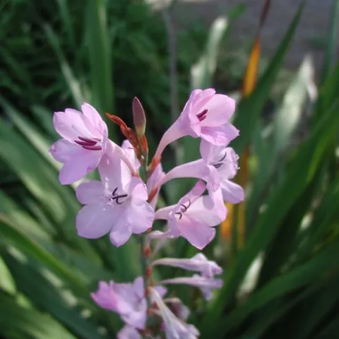 Watsonia at my old homestead.