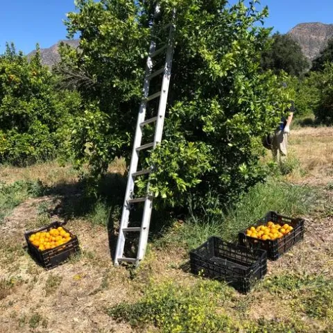 pixie harvest 2