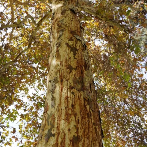 Heavily infested sycamore tree