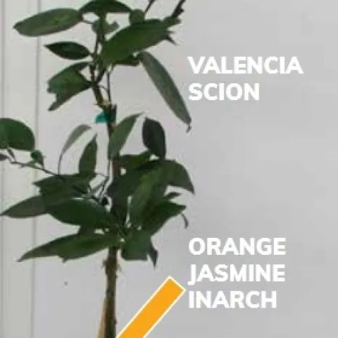 inarched citrus
