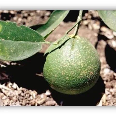 CRS on fruit