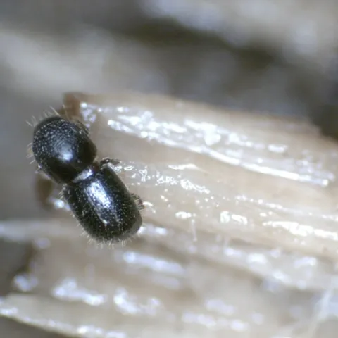 Fig 1 Adult female of Polyhagous shot hole borer