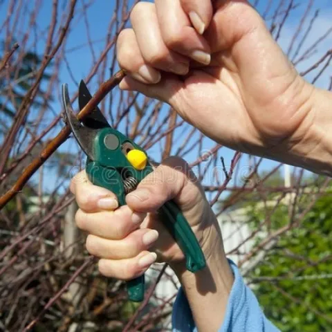 pruner