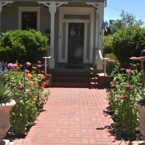Zinnias