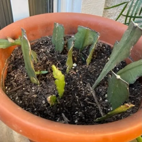cuttings
