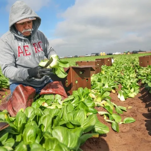 Farmworkers