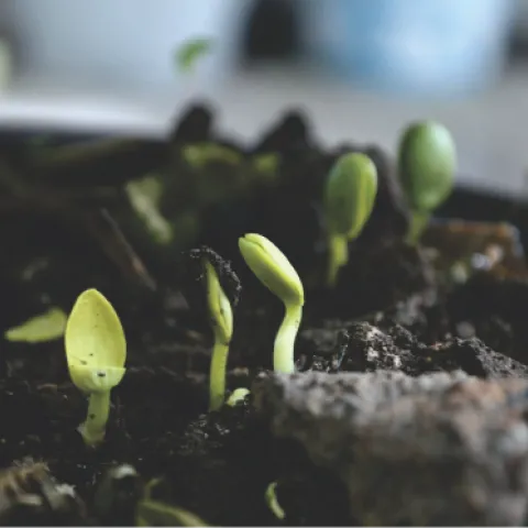 soil