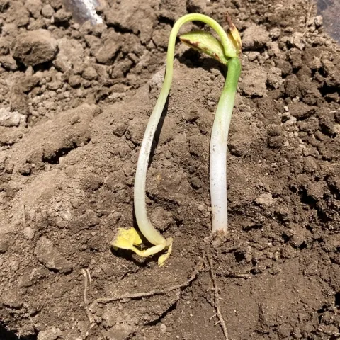 bean 1