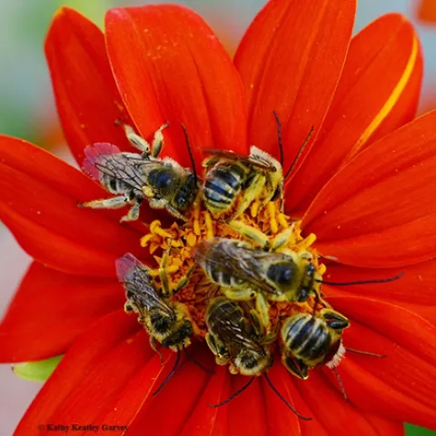 Several golden bees resting on an orange flower together.
