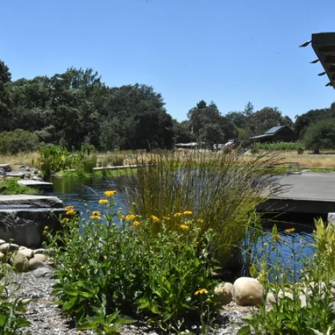 pond