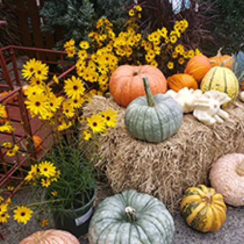 Pumpkins - CCMG