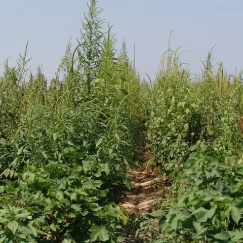 amaranth