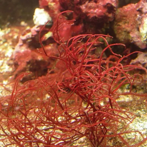 Gracilaria sp Image by Mark Blaxter, Wikimedia commons