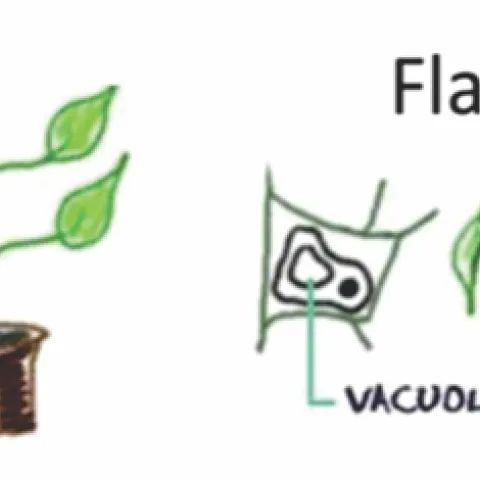 turgid flaccid