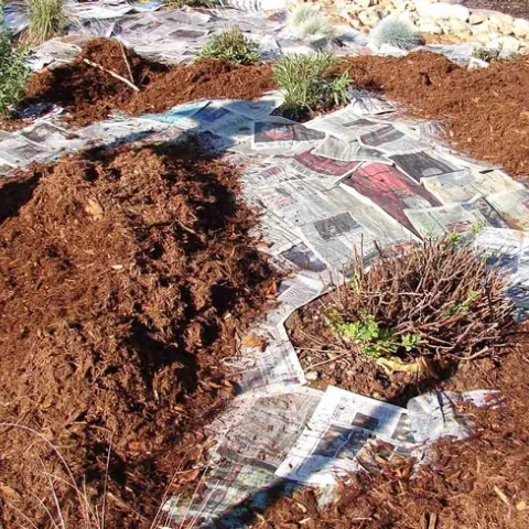 Fitting sheet mulching around existing plants, Eve Werner