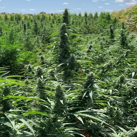 Densely planted field of hemp