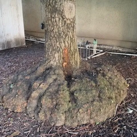 avocado rootstock