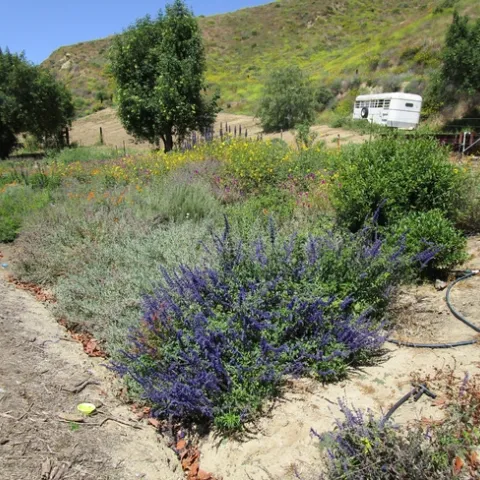 bee garden