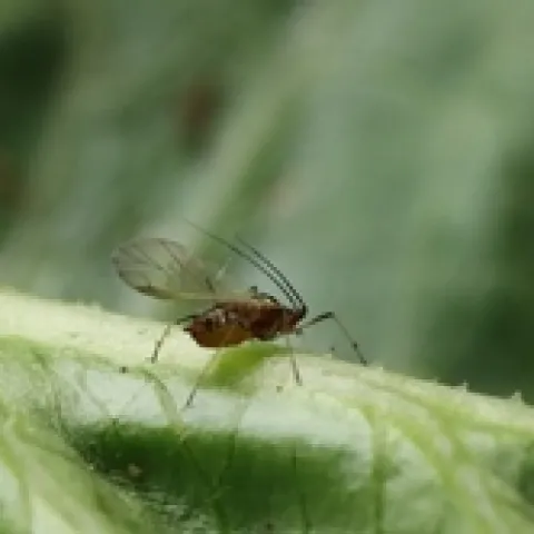 SV pest pic 1