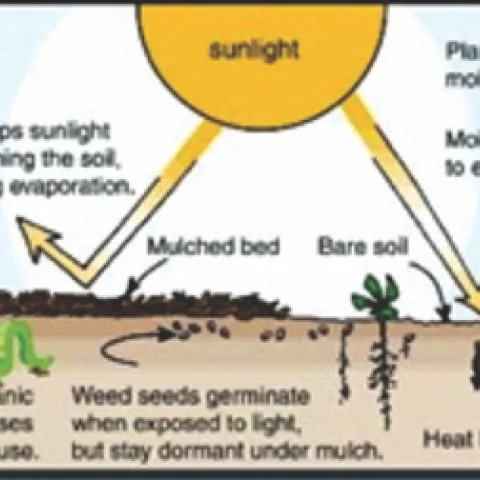 mulch