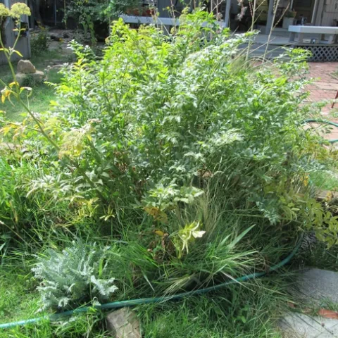 Water Hemlock plant