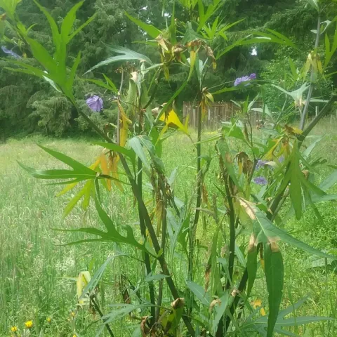 Kangaroo Apple