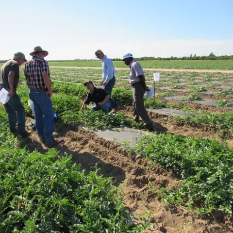 El asesor sobre cultivos de verduras y riego, Zheng Wang (agachado) comparte con los agricultores los resultados de sus pruebas con plantas de sandías injertadas durante un recorrido por los cultivos de Extensión Cooperativa de UC. Fotografía por Adrián Yepez
