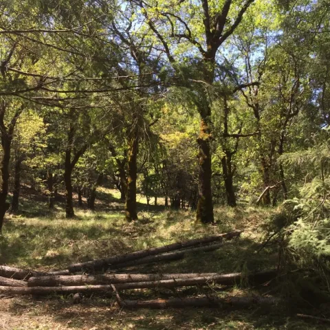 Aquí se eliminaron las coníferas invasoras en un bosque de robles, como parte de las medidas de restauración, para reforzar la resistencia al fuego. Fotography de Jared Gerstein