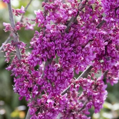 Oklahoma Redbud image courtesy of Monrovia