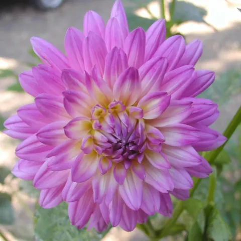 Melissa M Dahlia
