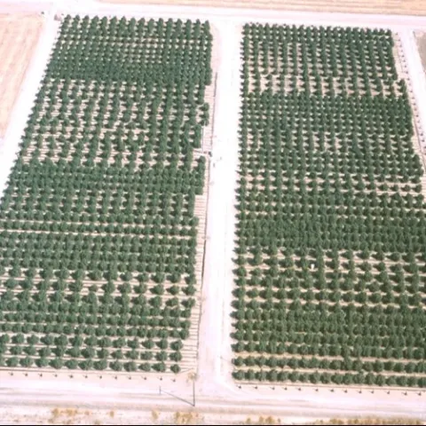 high density citrus