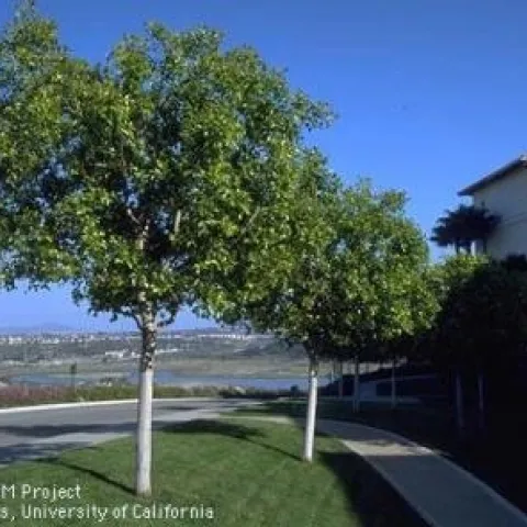 Ficus tree.