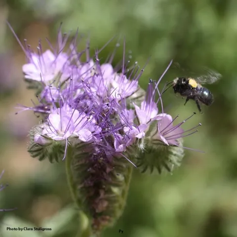 A blue orchard bee, Osmia lignaria, heads for a lacy phacelia, Phacelia tanacetifolia, at UC Davis. (Photo by Clara Stuligross)