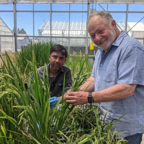 Eduardo Blumwald, a la derecha, del Departamento de Botánica de UC Davis, con el investigador de postdoctorado, Akhilesh Yadah, con el arroz que ellos y otros del equipo de Blumwald modificaron con el fin de usar el nitrógeno de manera más eficiente. Fotografía por Trina Kleist, UC Davis.