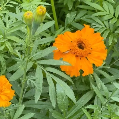 Flor cempasúchitl