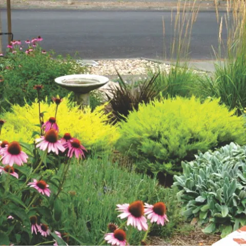 echinacea