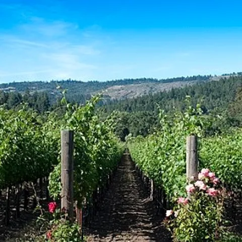 Napa Valley Vineyard Scene With Roses (commons.wikimedia.org - Rachel Towne)