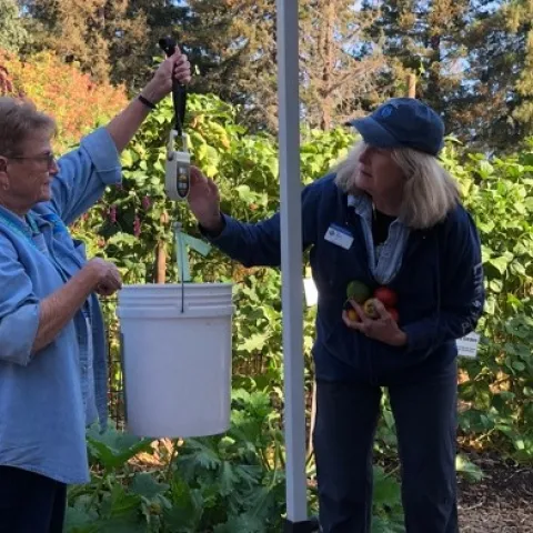 Rae Cecchettini and Jan Manns are demonstrating weighing the harvest from the Family Bed at Our Garden. Photo by Lori Palmquist.