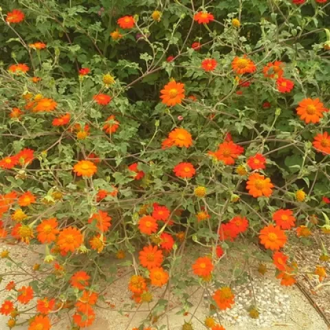 Mexican sunflower