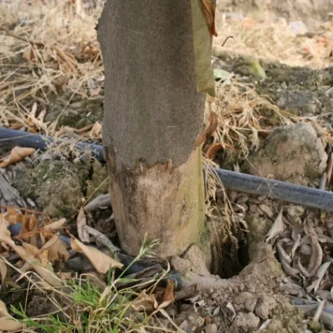 vole 7