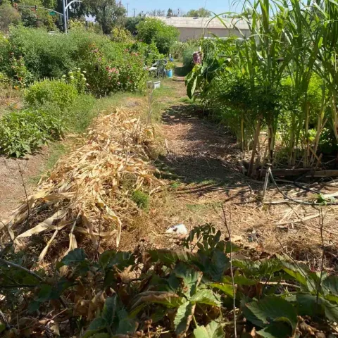 Oak Way Garden, G. Mahannah