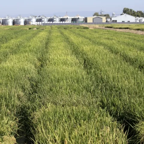 Rice fields at Rice Experiment Station in Biggs, California