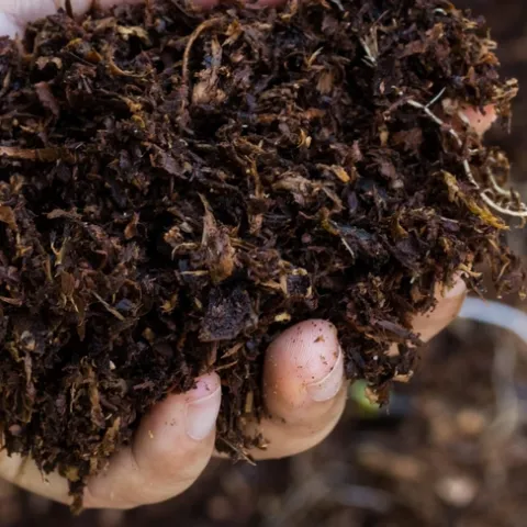 soil