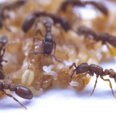 ants milking
