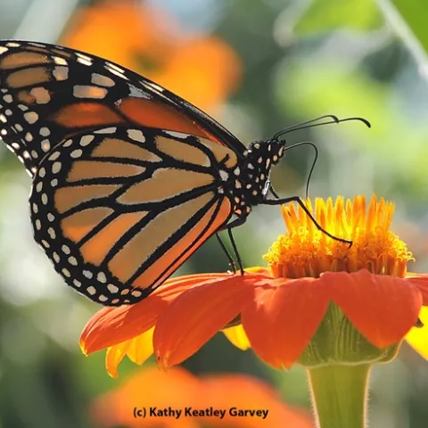 Orange and black butterfly perched on a velvety orange flower.