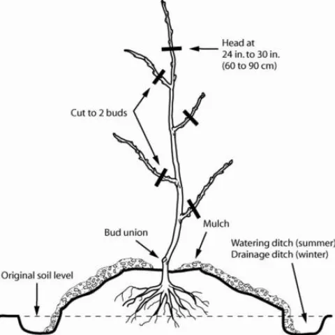Pencil drawing of fruit tree in hole indicating cuts and root ball placement