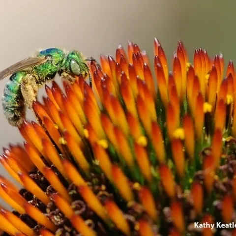 A female metallic green sweat bee, Agapostemon texanus, on a purple coneflower. (Photo by Kathy Keatley Garvey)