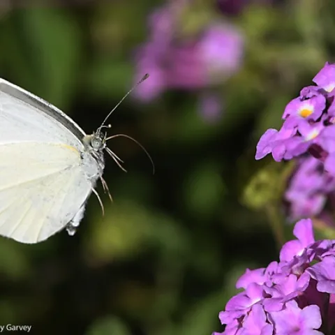 In flight, a cabbage white butterfly, Pieris rapae, heads for lantana. (Photo by Kathy Keatley Garvey)