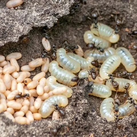 ants feeding